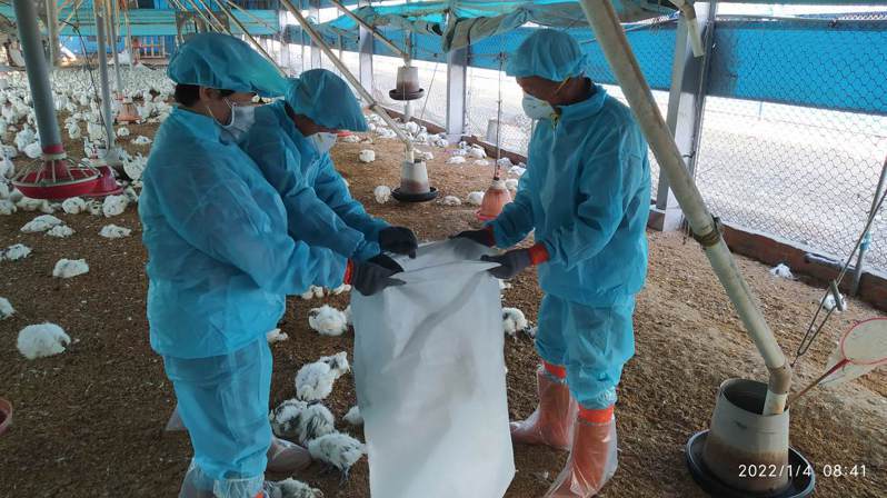 彰化縣再爆兩養雞場確診高病原性禽流感案例，防疫人員今天合計撲殺7萬2439隻雞，並完成消毒。圖／彰化縣政府提供