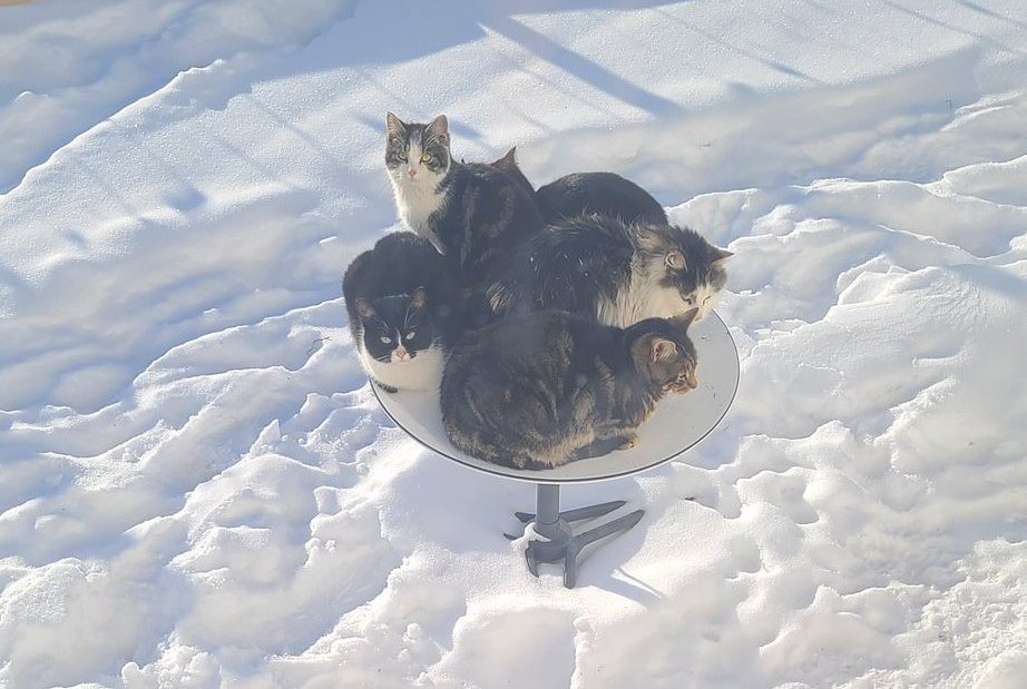 5隻貓咪窩在碟型天線上取暖。圖擷自@Tippen22