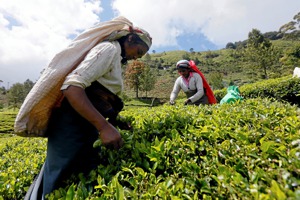 斯里蘭卡將以茶葉償還積欠伊朗的購買石油款項，圖為採茶工人2017年10月在著名茶山奴瓦勒埃利亞採茶。（路透）