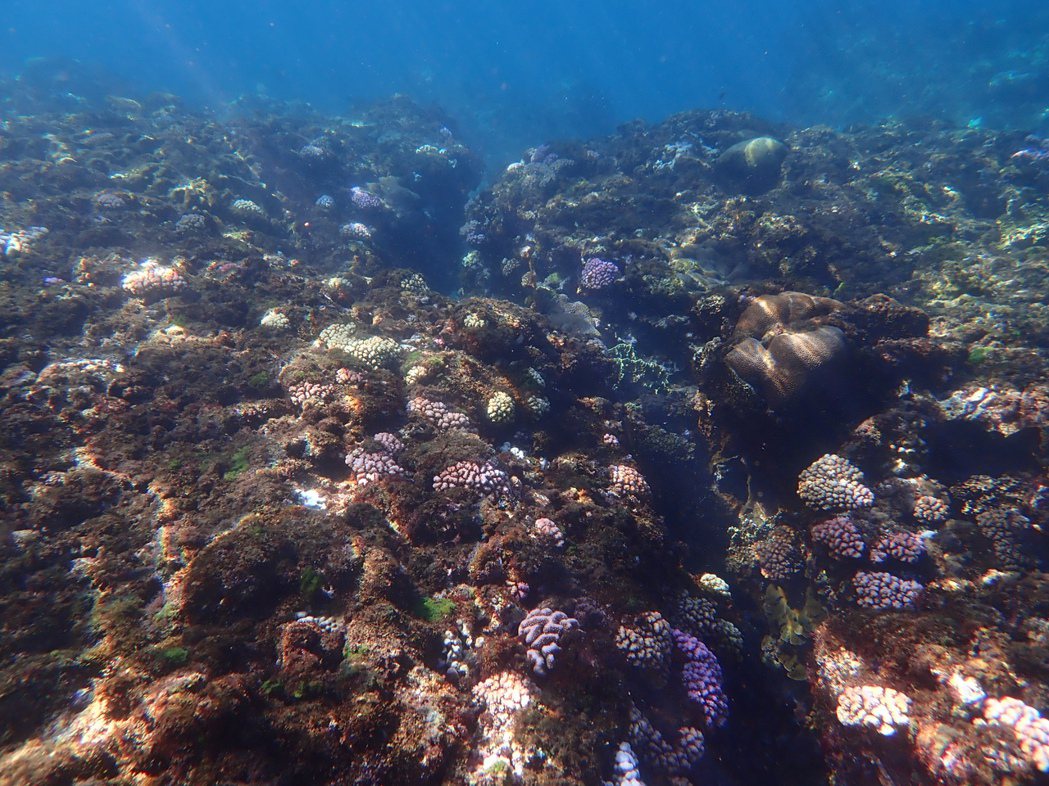小琉球的「鹿角珊瑚群」，近年因人為破壞及環境汙染而出現「白化」的狀況。 圖／海洋...