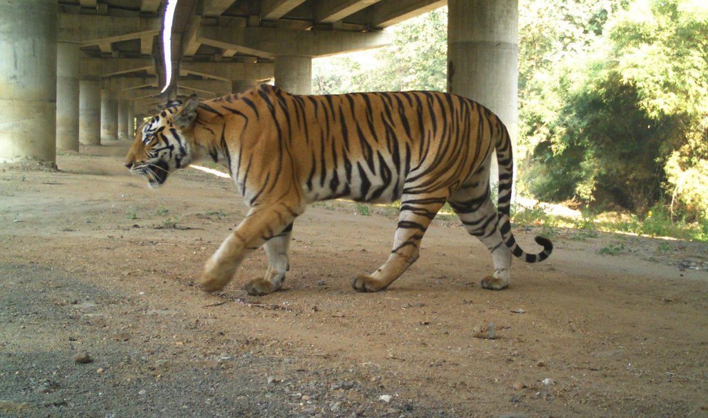 目前印度的多車道高速公路仍時常發生與大型貓科動物的車禍，但環保人士表示，地下通道...
