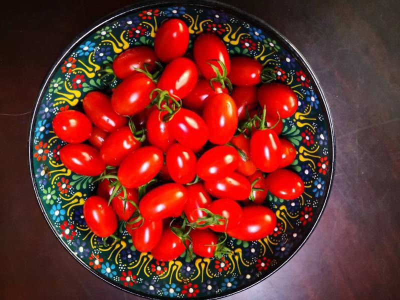 黃富聰種植的玉女小番茄果實和果形都很均勻，沒使用著果劑、化學肥料的果實變形現象。記者簡慧珍／攝影