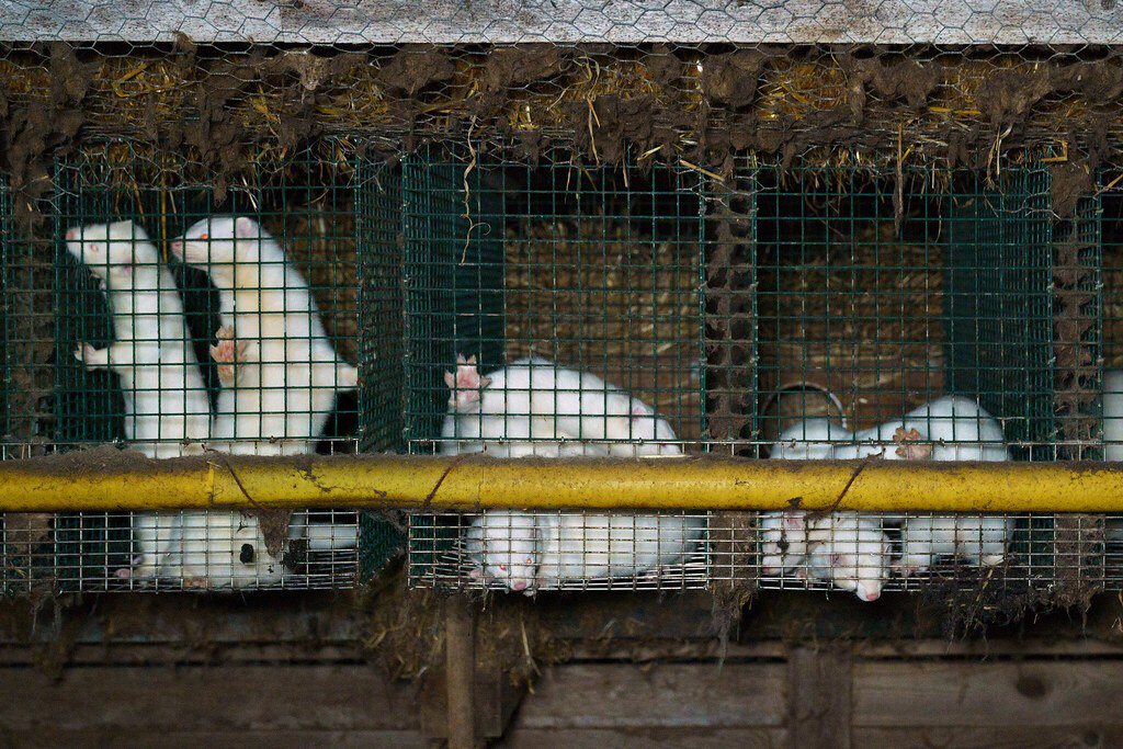 皮草養殖不僅涉及動物虐待，也可能帶來人畜共通傳染病的公衛風險。芬蘭皮草養殖場。 ...