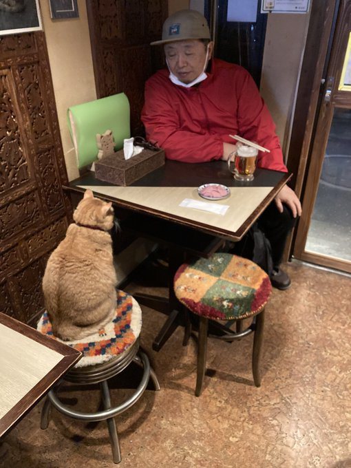 店貓會坐在客人正對面「陪吃」。圖取自推特