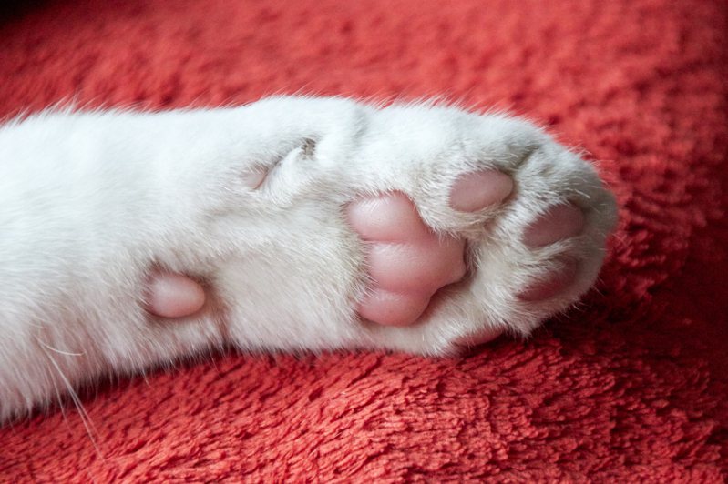 白貓的粉紅色肉球貓爪是很多人的心頭好。 (圖/取自Ingimage)