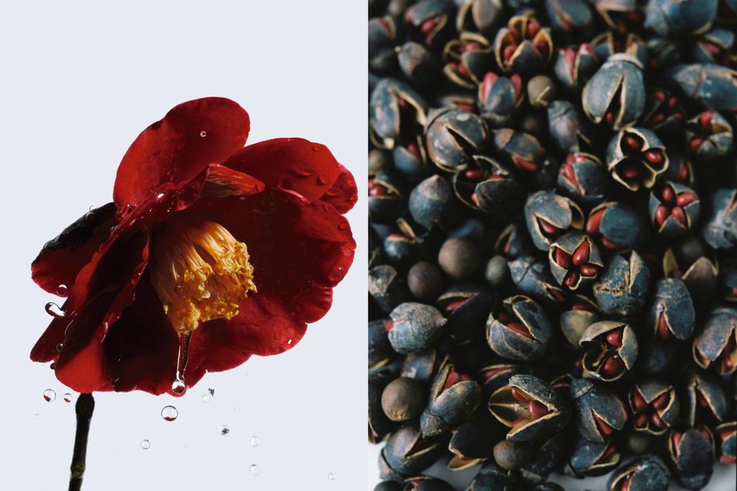 香奈兒從紅色山茶花中，萃取精華，連種子外殼也能成為瓶蓋原料之一。圖／香奈兒提供