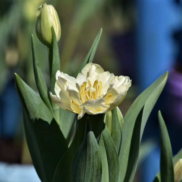 一般温度在25℃以下，鬱金香開花可以持續一週。 圖／沈正柔 提供