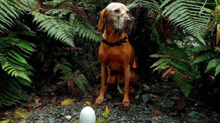 保育犬11年救1700隻瀕危奇異鳥。圖／取自stuff