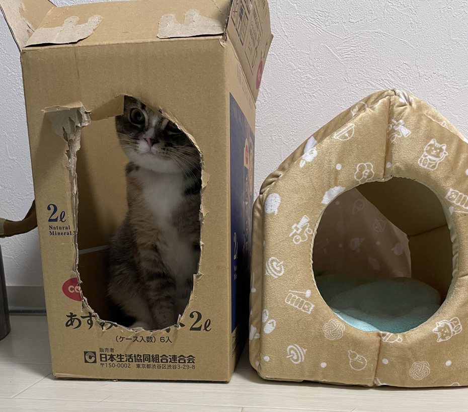 Hotate喜歡挖洞的紙箱，勝過主人特地買的溫暖貓屋。圖擷自@hotatechan30211