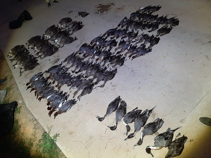 金門沙崗農場周邊的安岐排水系統傳出大量鳥類死亡，據了解，死亡鳥類高達150隻，讓人聞之，相當氣憤。圖／縣府提供