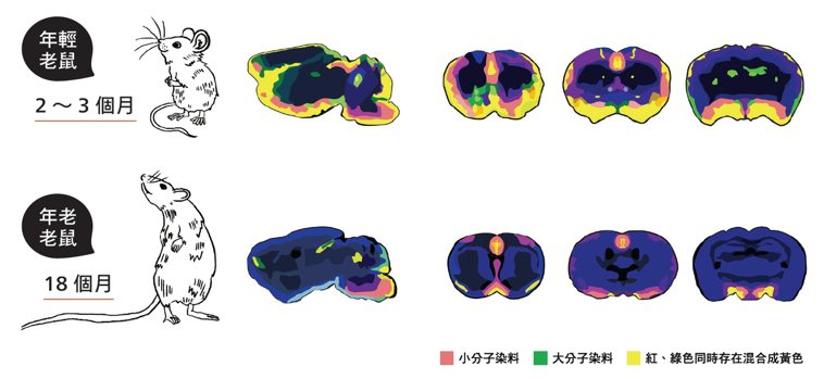 老鼠腦脊髓液的流通擴散效果年輕的老鼠（上方腦切片）與年老的老鼠（下方腦切片）...