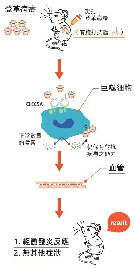 登革病毒與CLEC5A 拮抗性抗體（資料來源：謝世良提供）實驗組（施打抗體）...