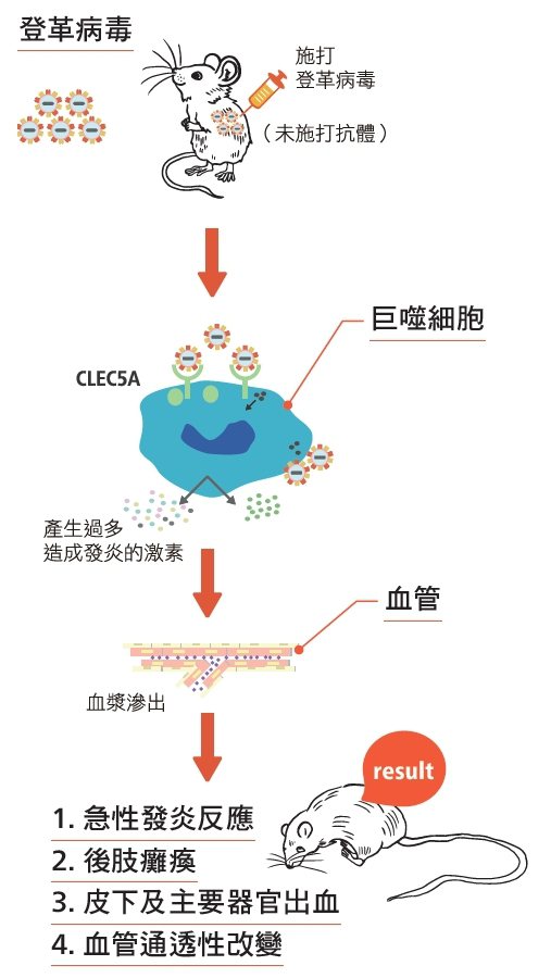登革病毒與CLEC5A 拮抗性抗體（資料來源：謝世良提供）對照組（未施打抗體...