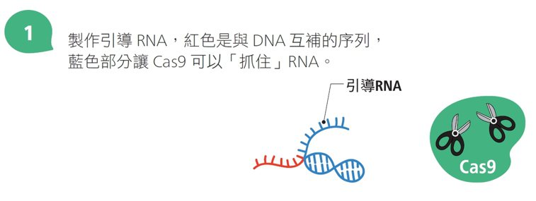 CRISPR如何工作 取自《研之有物：見微知著！中研院的21堂生命科學課》 圖／...