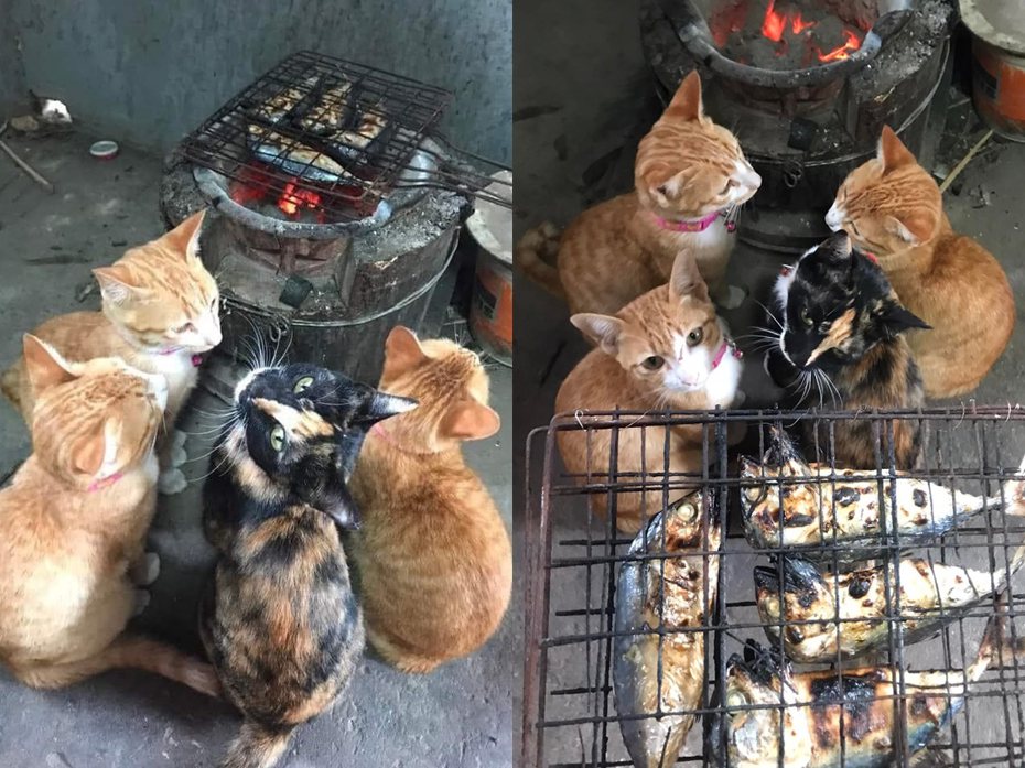 一群貓咪圍在火爐邊，不知是為了取暖或是烤網上的魚。圖擷自Kusuma Srisuk