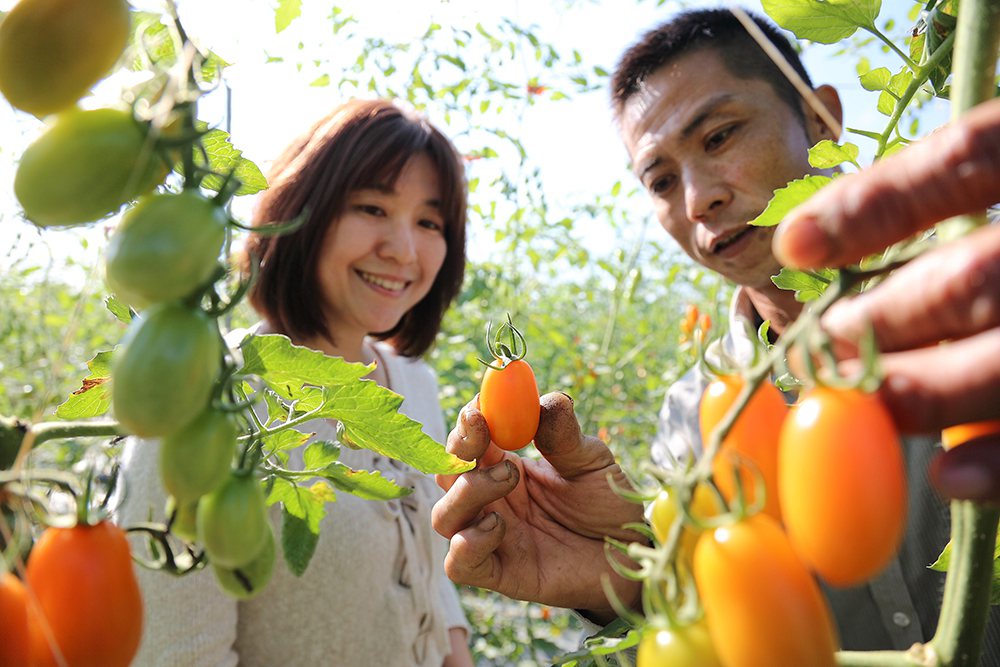 河堤農場主人林文清過去曾在日商食品公司擔任廠長，對自己的番茄園也用同樣嚴格的標準...