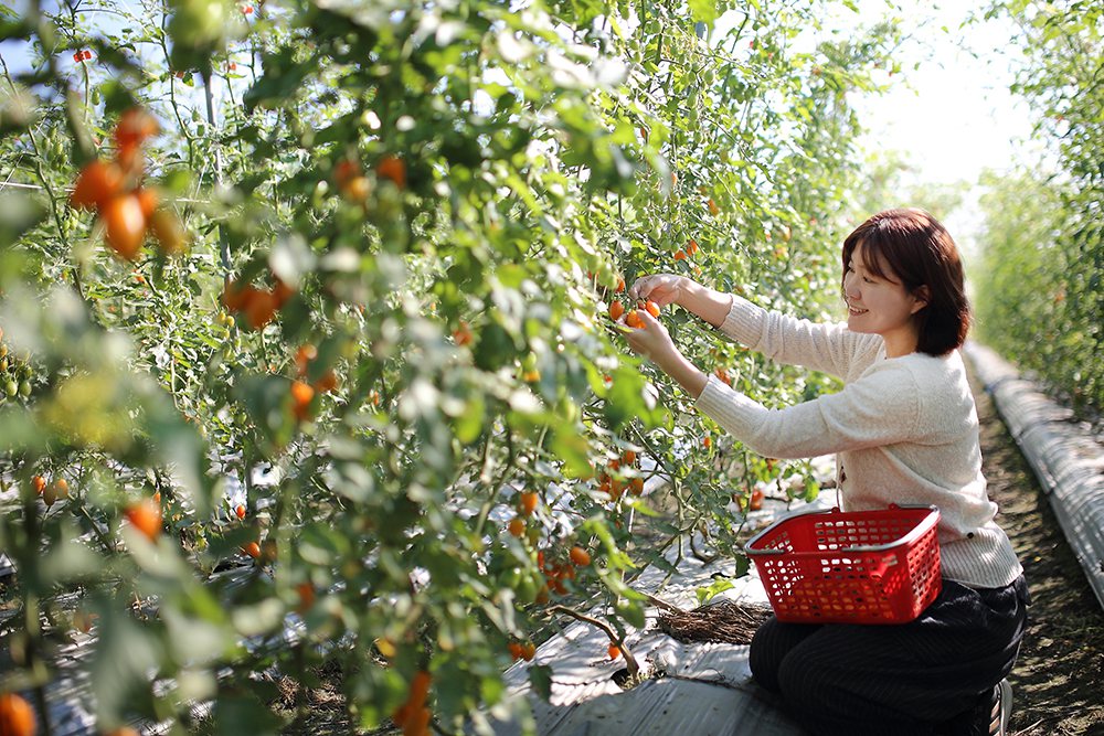 採摘橙蜜香番茄輕鬆又有趣，順便拍夢幻網美照也很合適。 圖／Carter 攝影