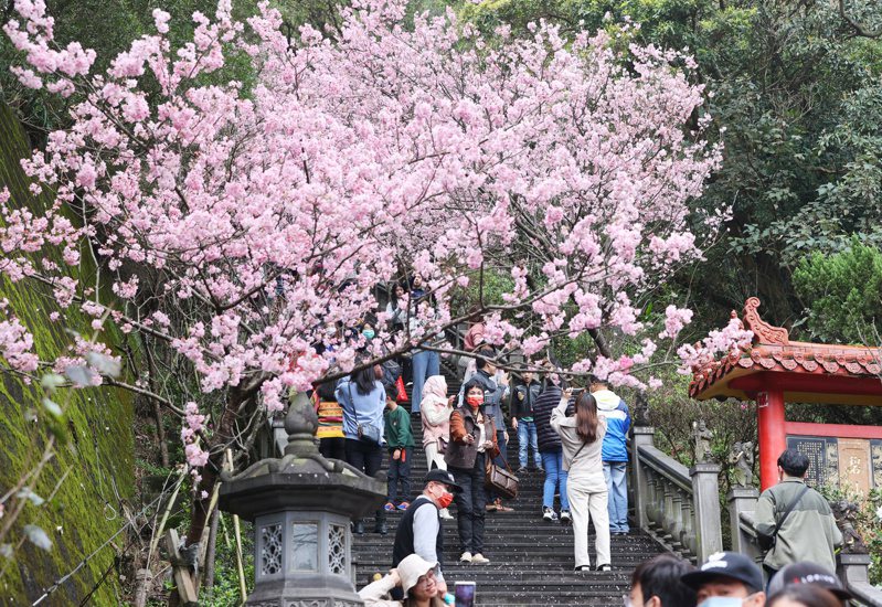 每年春節內湖碧山巖櫻花盛開，許多遊客趁年假前來賞花。 聯合報系資料照片／記者曾原信攝影
