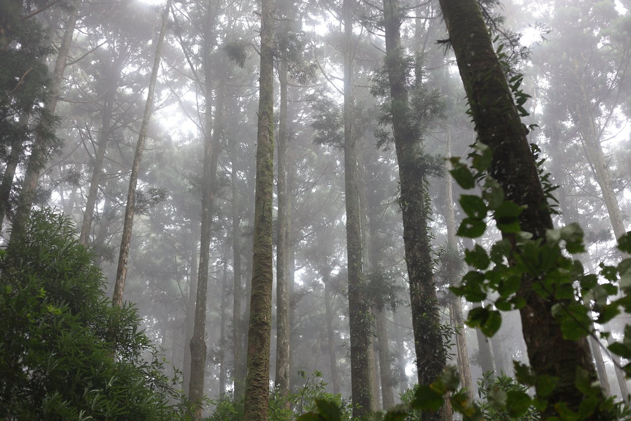 園區午後易起霧，伴隨高聳入雲的柳杉，感受朦朧迷幻氛圍，被形容是「仙氣十足」的森林...