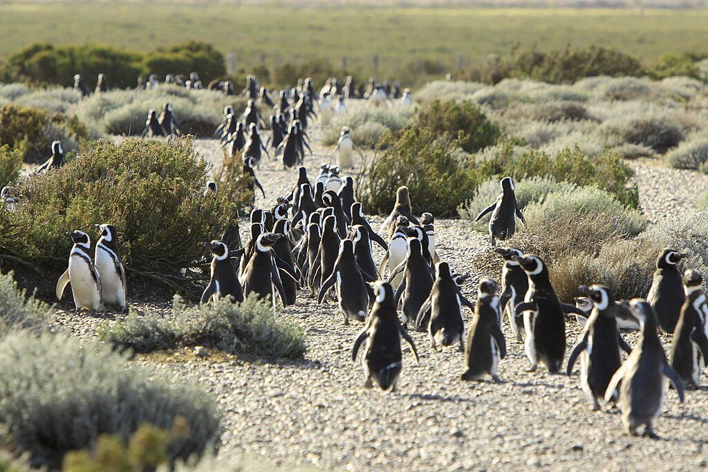 科學家警告，2019年阿根廷熱浪引起的麥哲倫企鵝死亡事件，是該物種前景的重大警訊...
