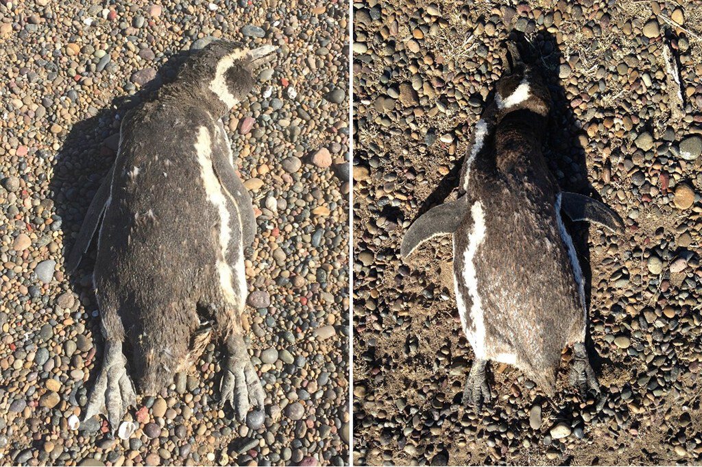 死去的成年企鵝多半是趴在地上，腳和蹼向外伸展，嘴巴張開，是麥哲倫企鵝常見的喘氣和...