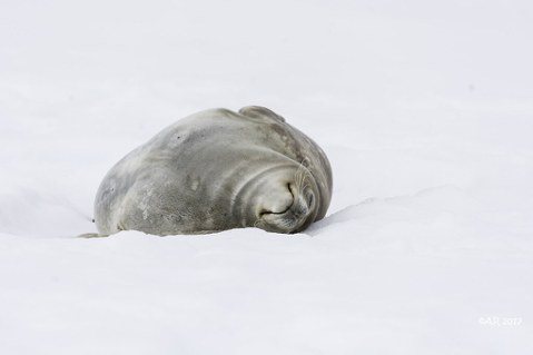棲息在南極洲的韋德爾海豹。 圖／Anita Ritenour／Flickr