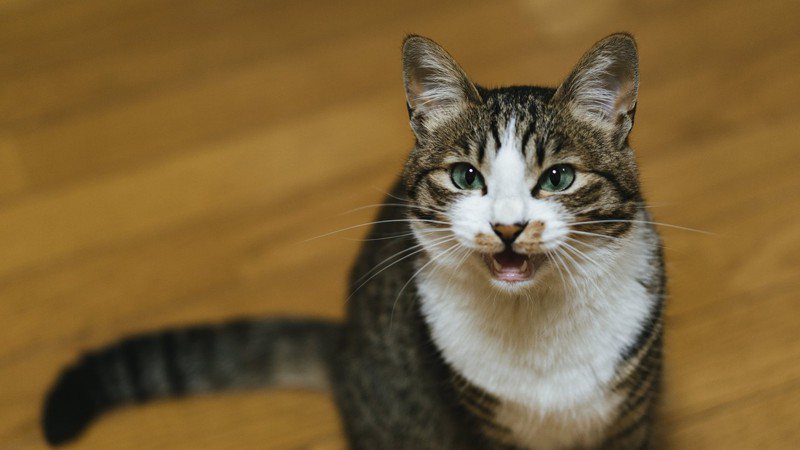 貓咪對你喵喵叫，可能是有話想跟你說。 (圖/取自PAKUTASO)