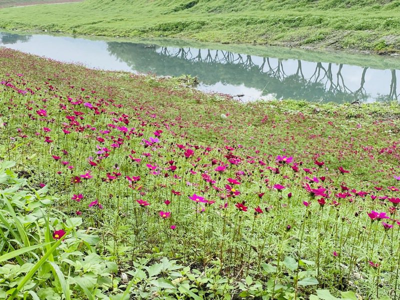鳳林溪畔的波斯菊目前盛開約7成，再過1至2個禮拜會開得更多。記者王思慧／攝影
