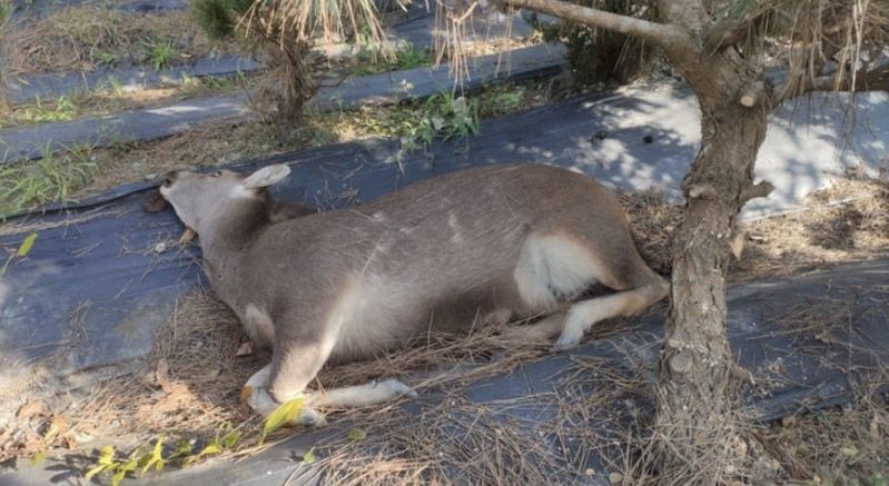 田中鎮山腳路附近樹園旁昨天發現一隻死亡水鹿，該區域近3個月內已傳出二起水鹿不明死亡案件。圖／民眾提供
