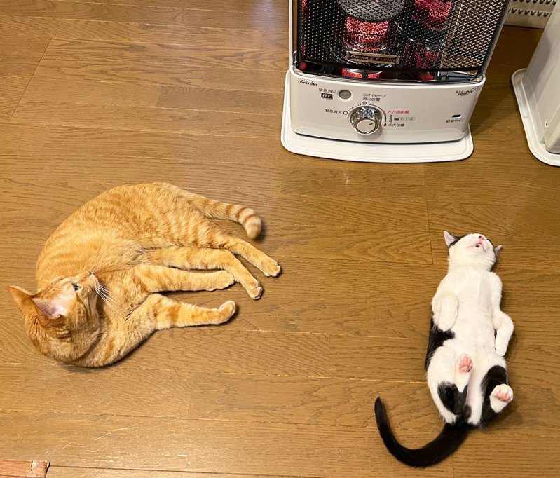 暖爐對貓咪來說是寒冬神器，乳牛貓整個爽到睡翻。 (圖/取自ソレイユ推特)