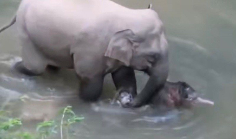 亞洲小象跟媽媽過河超緊張。（圖／翻攝自人民日報 微博）