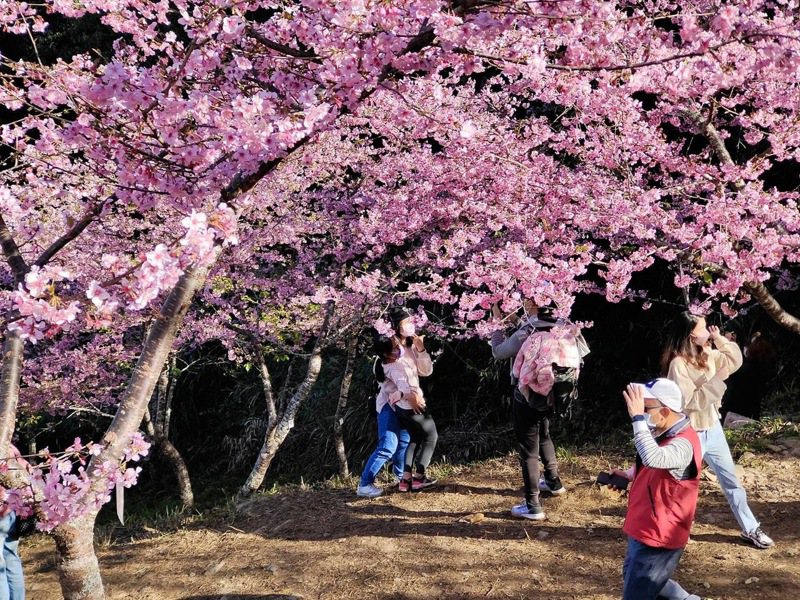 高雄桃源區櫻花盛開，襯著藍天，讓人心曠神怡。圖／讀者提供