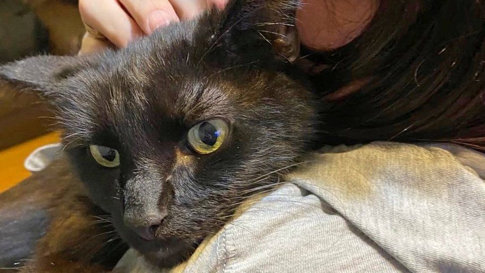 英國一名婦人養的貓8個月前意外失蹤，沒想到近日打電話給獸醫時她意外聽到熟悉的「貓...