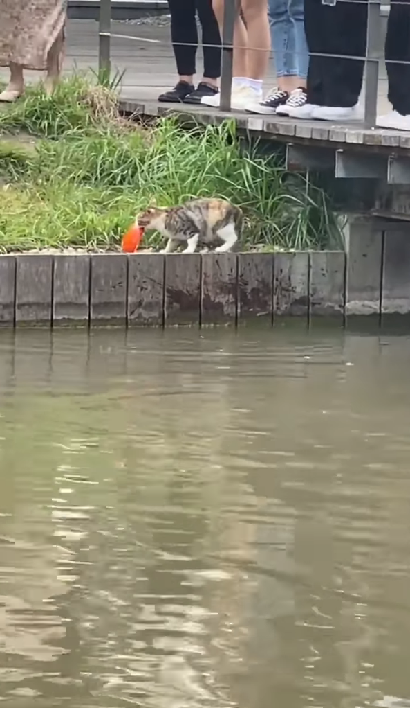 三花貓在河邊捕魚。圖／翻攝自臉書