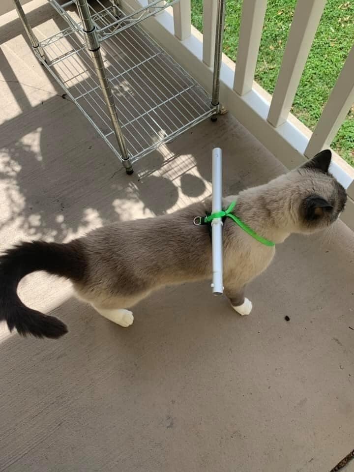 有飼主在貓咪身上加裝封印神器，防止牠穿過欄杆。圖擷自infonet