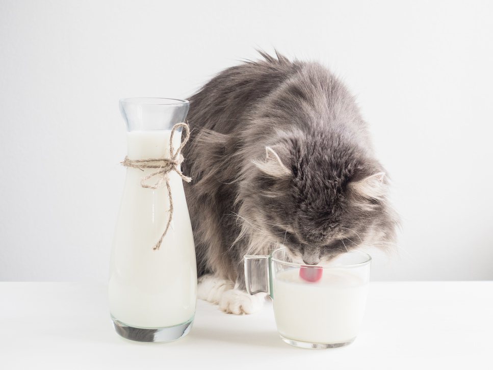 一般情況下，不建議讓貓咪喝牛奶。圖／Ingimage