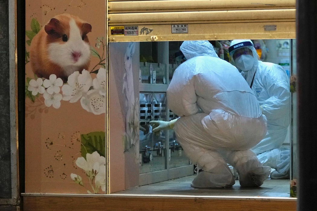 圖為香港漁護署人員18日在傳出疫情的寵物店內進行疫調，這家寵物店有7隻倉鼠被驗出...