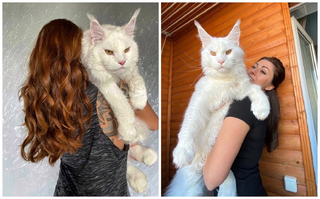 俄羅斯女子米尼娜抱著自己的寵物「小貓」克菲爾合影。克菲爾的體積是如此龐大，以至於...