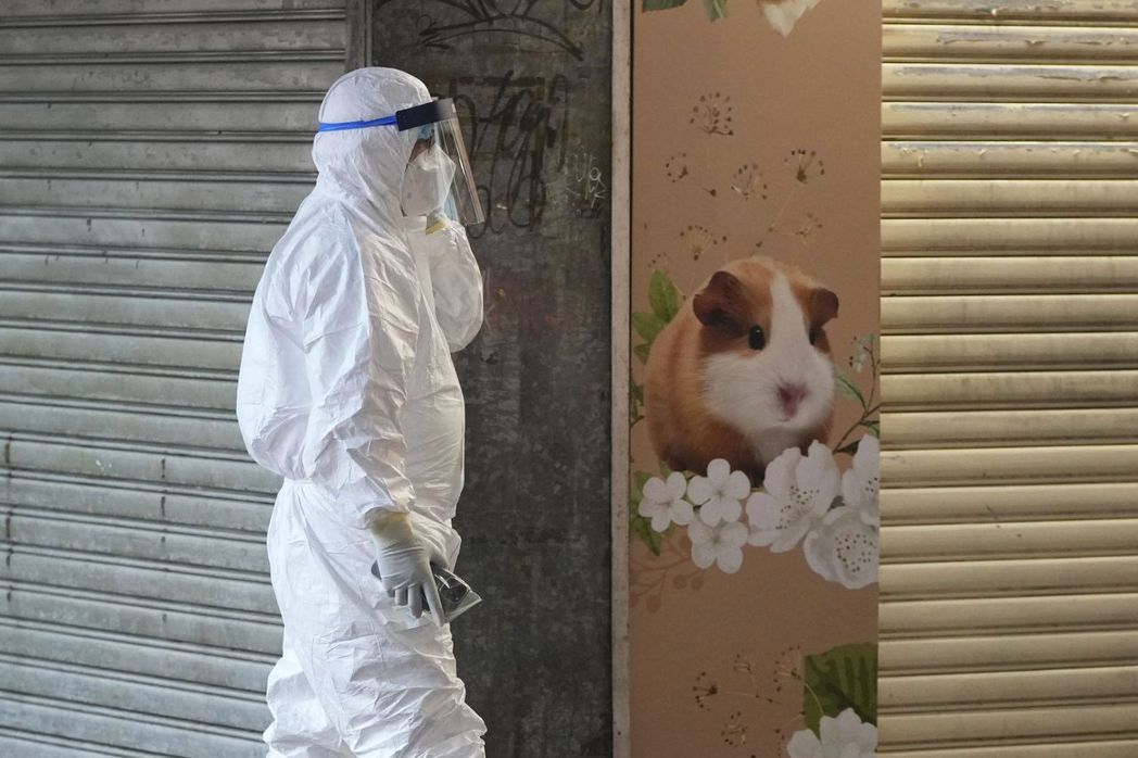 香港寵物店員採檢驗出感染新冠肺炎，且倉鼠也驗出呈現陽性，促使港府宣布撲殺約2,0...
