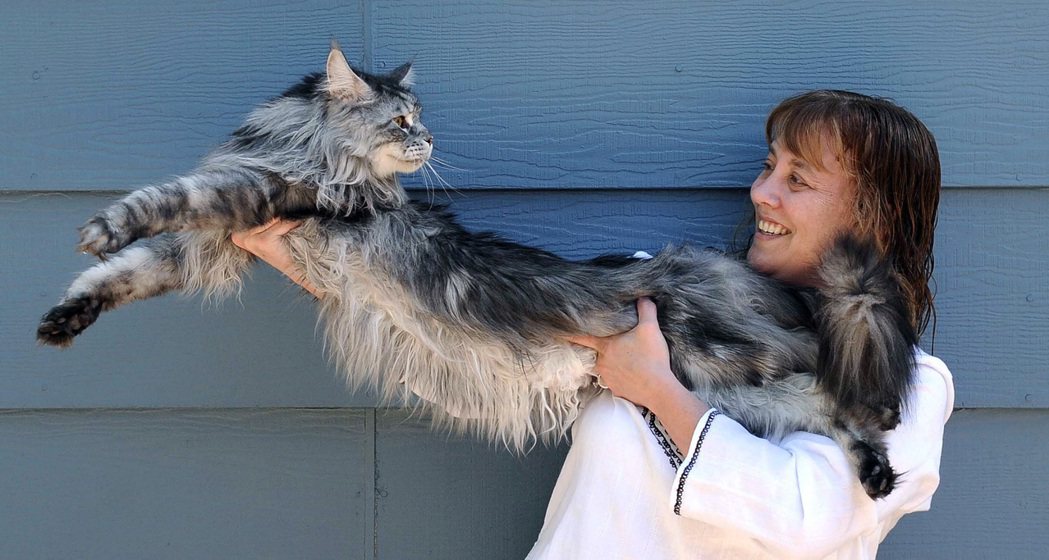 金氏世界紀錄中「歷來最長的貓」是美國的緬因貓Stewie。（美聯社）