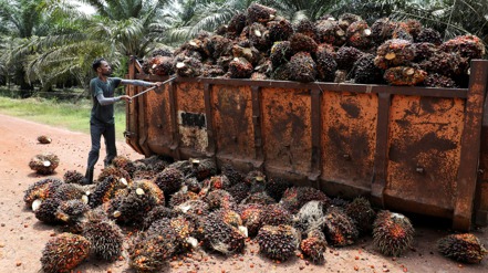 印尼棕櫚油協會（GAPKI）副會長希唐岡19日表示，印尼政府目前正在擬定限制棕櫚油出口的計畫。（路透）