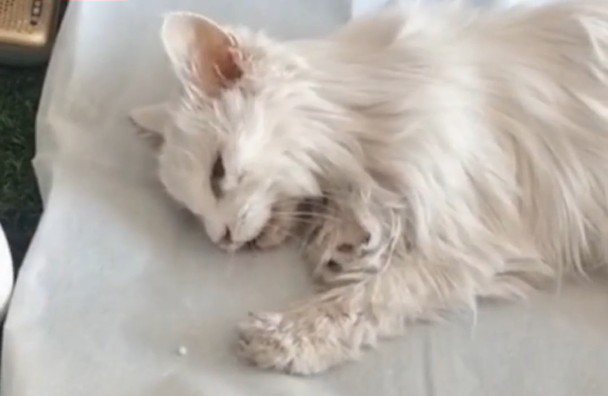 白貓在主人病逝後，隨即不吃不喝2天後離世。圖擷自時間視頻
