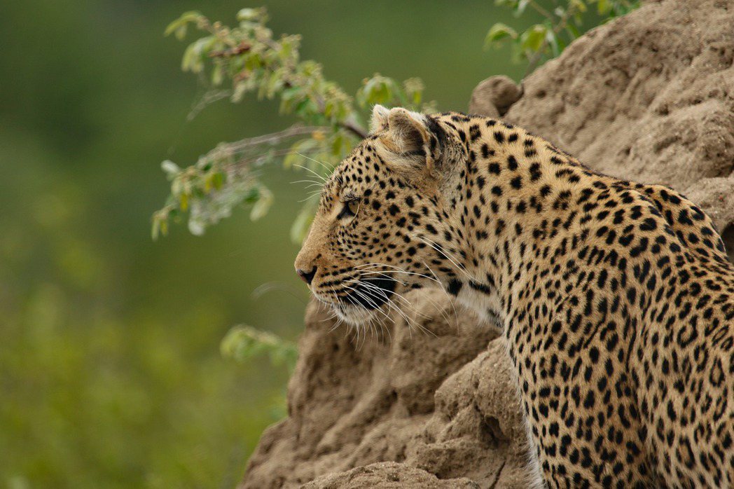 獵豹往往給人一種草原猛獸的印象。圖／pixabay