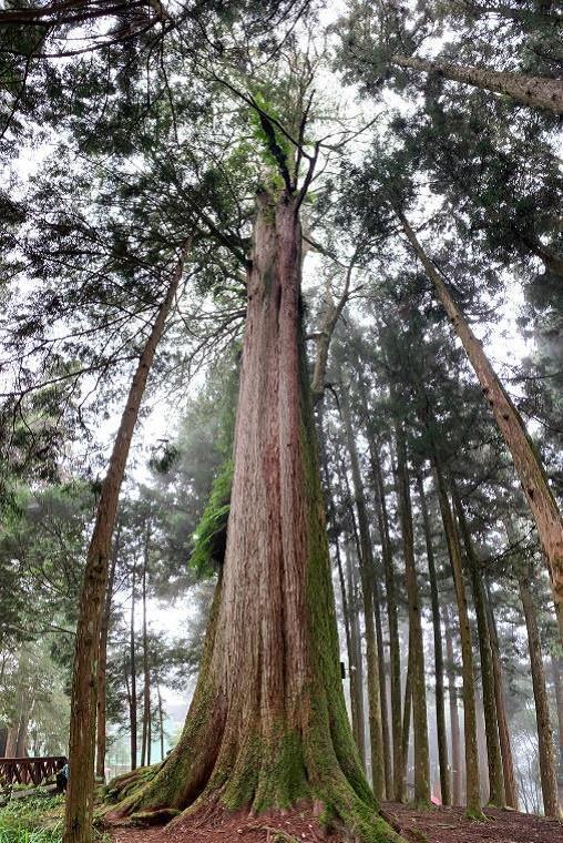 林務局委託嘉義大學調查，發現紅檜巨木嫁接成合併木之特性，推估巨木群棧道紅檜巨樹齡...