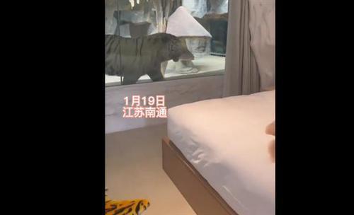 遊客透過窗戶玻璃就可以看到老虎來回走動。取自微博