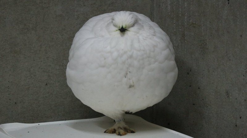 超級胖嘟嘟的白色氣球鳥，真實身分是日本國寶鳥「岩雷鳥」。 （圖／取自市立大町山岳博物館　付属園【公式】推特）