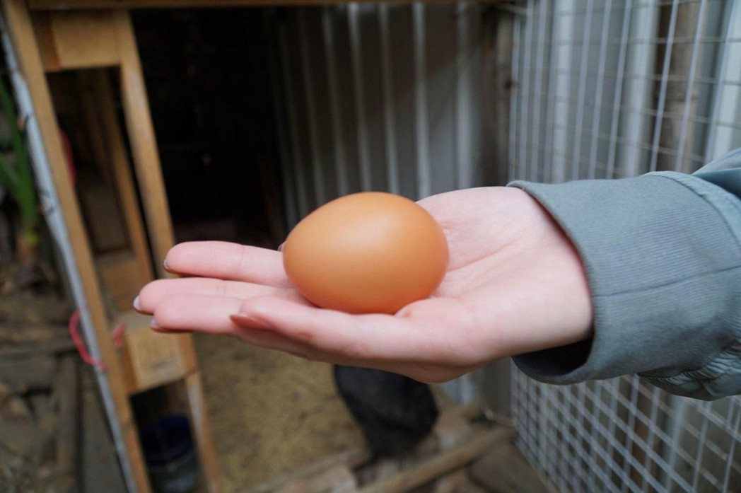 雞前一日所產的雞蛋。 圖／洪子淇攝影