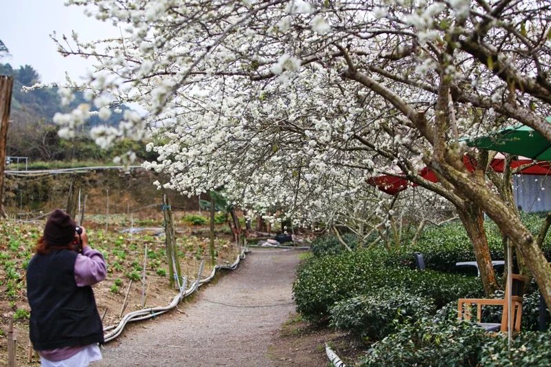 草坪頭櫻花季今年從1月20日開始到2月底，4000多棵櫻花樹目前陸續綻放中，加上...
