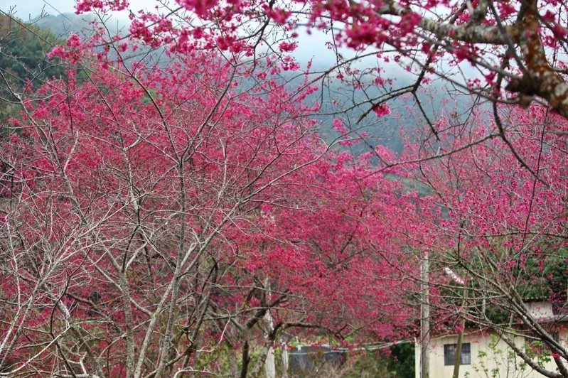 草坪頭櫻花季今年從1月20日開始到2月底，4000多棵櫻花樹目前陸續綻放中 圖／...