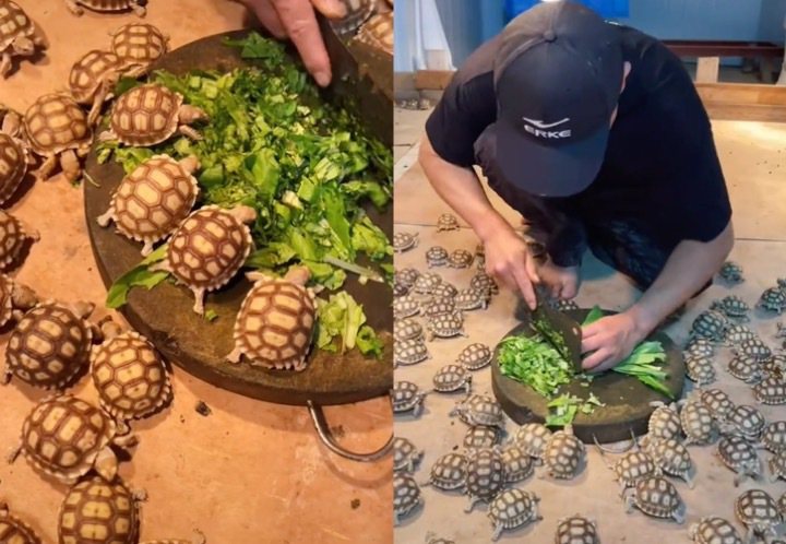 蘇卡達象龜的龜殼超像菠蘿麵包。（圖／翻攝自Tik Tok @pitaya0123）